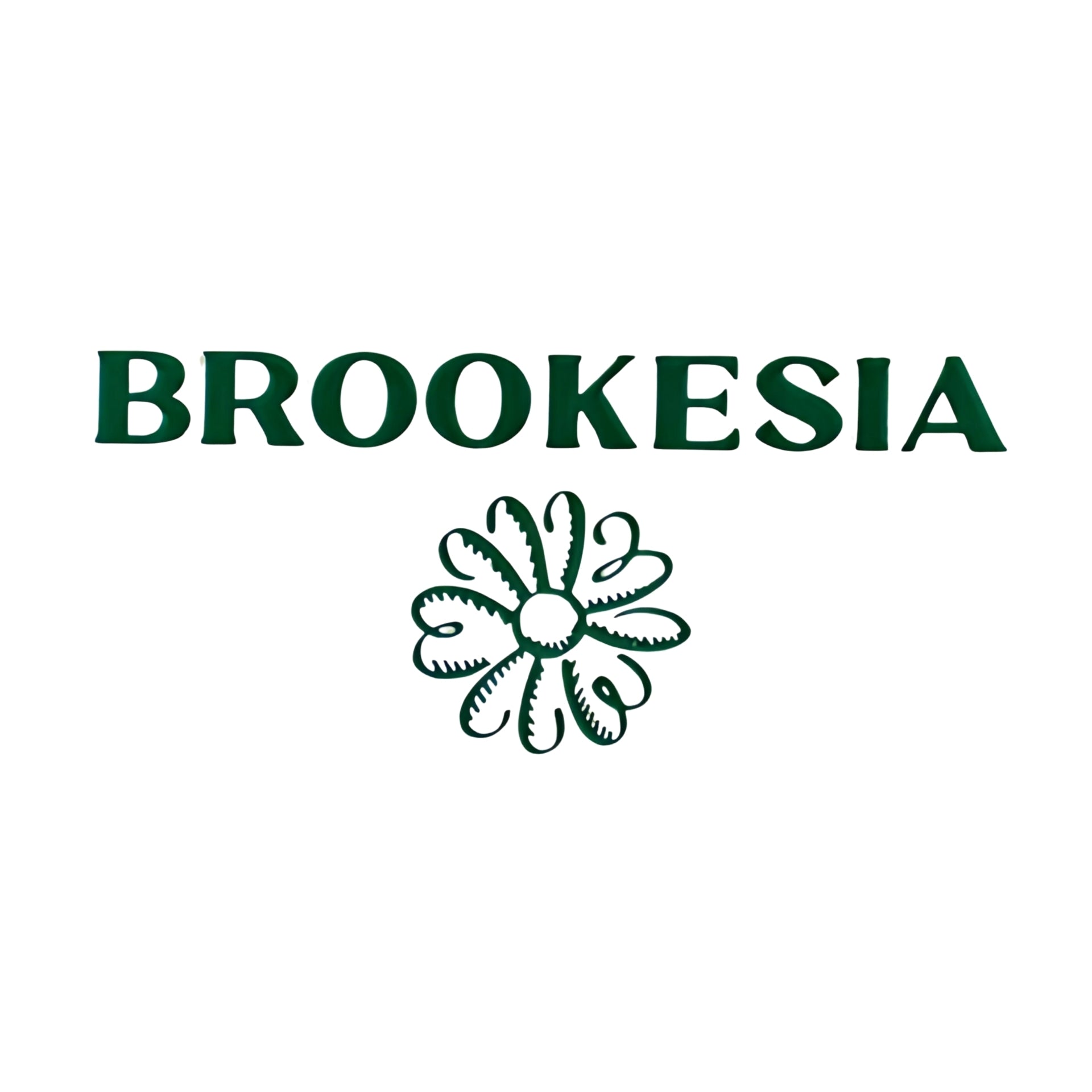 Brookesia